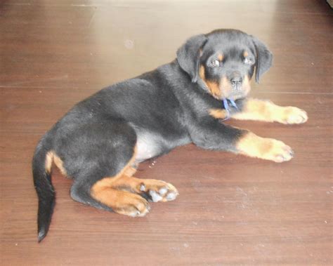 rottweiler 3 months|3 month old rottweiler size.